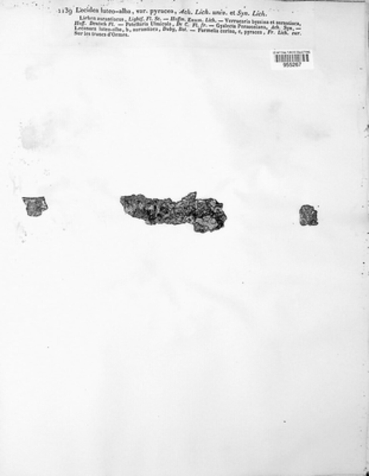 Cerothallia luteoalba image